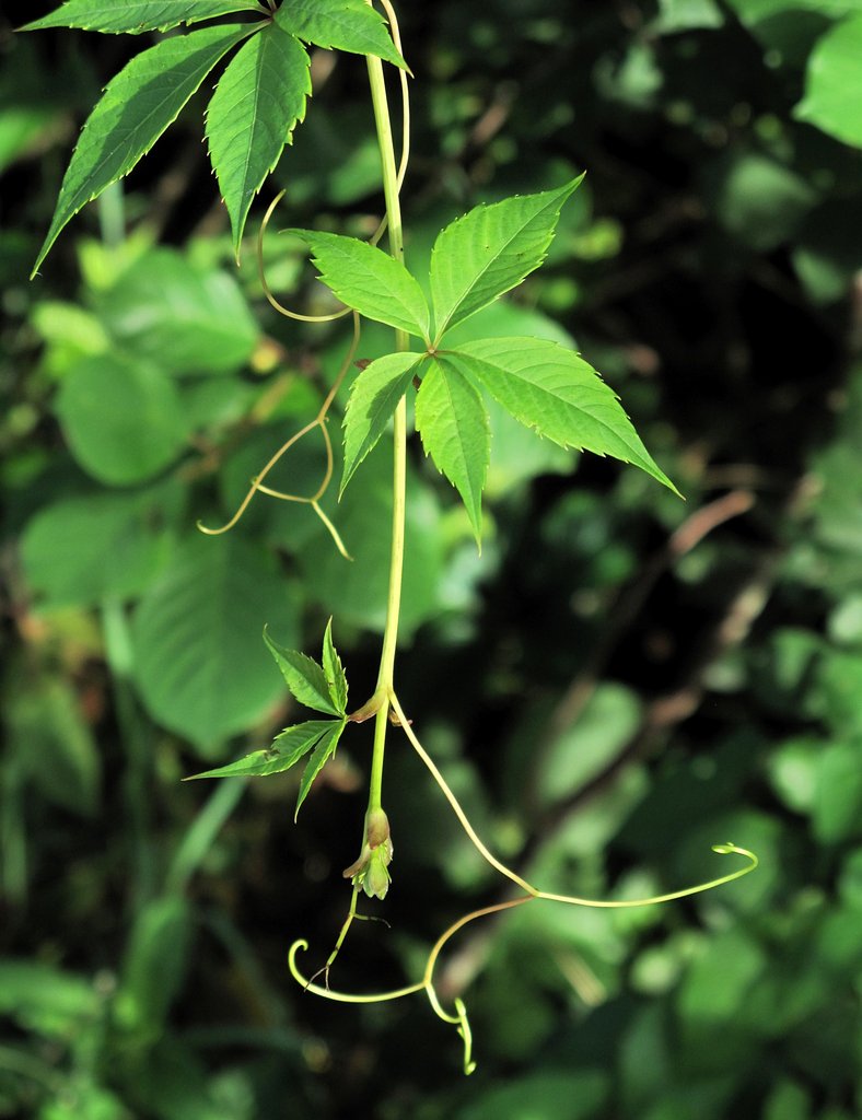 Parthenocissus inserta